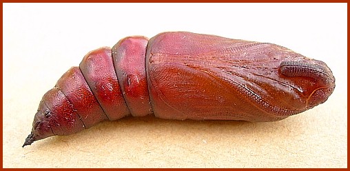 Pupa of Hyloicus pinastri, Oxfordshire, England. Photo: © Tony Pittaway.