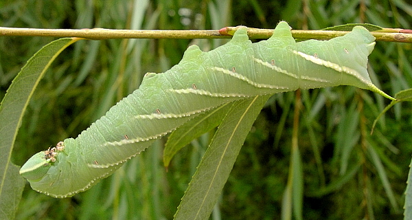 Full-grown intermediate form larva of Smerinthus planus planus, Kunming, Yunnan, China, 22.viii.2005. Photo: © Tony Pittaway