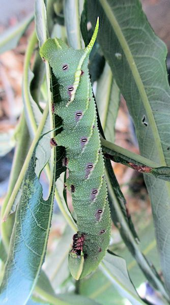 Early fifth instar blue-green form larva of Smerinthus planus planus, Yazu, Tottori Prefecture, Honshu, Japan. Photo: © Pascal Rgnier.