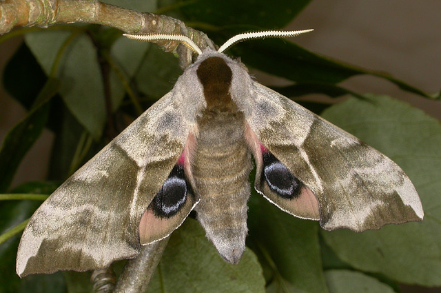 Hybrid of Smerinthus planus (China) x Smerinthus ocellatus ocellatus (England). Photo: © Mark Boddington.