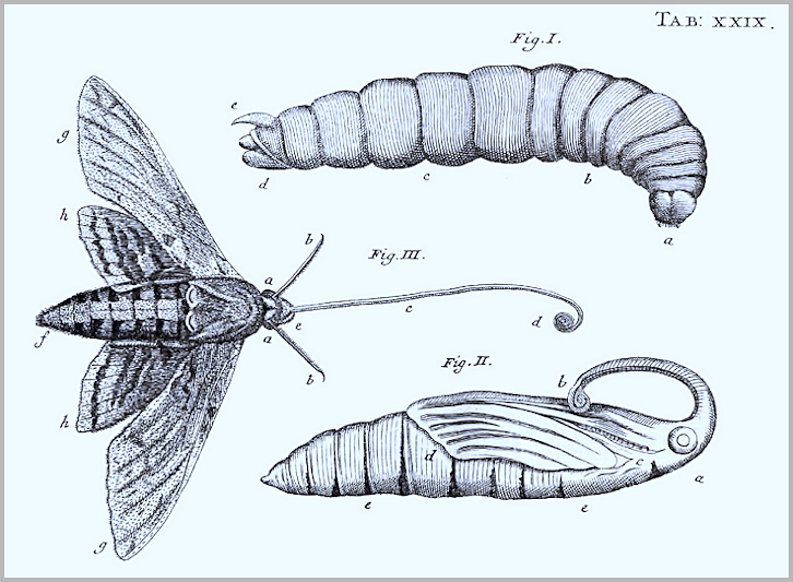 Part of a plate from Swammerdam (1737).