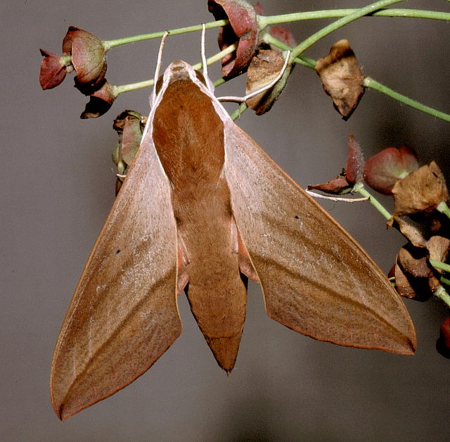 Adult Theretra alecto, Alanya, Turkey. Photo: © Tony Pittaway