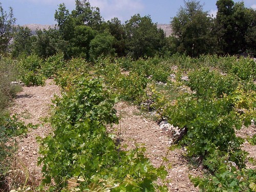 Typical habitat of Theretra alecto, southern Lebanon. Photo: © Jarek Bury