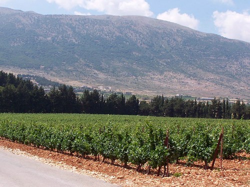 Typical habitat of Theretra alecto, southern Lebanon. Photo: ©Jarek Bury