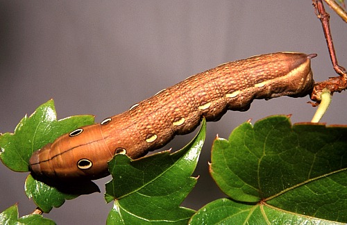 Full-grown brown form larva of Theretra alecto, Alanya, southern Turkey. Photo: © Tony Pittaway