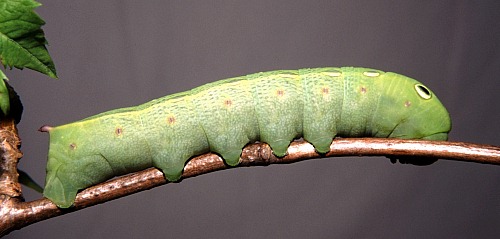 Full-grown green form larva of Theretra alecto (side view), Alanya, southern Turkey. Photo: © Tony Pittaway