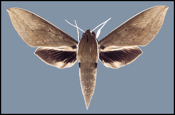 Female Theretra boisduvalii, Maxwells Hill, Malaysia