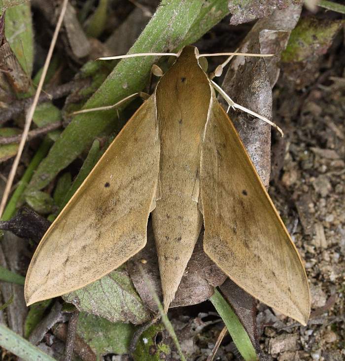 Male Theretra boisduvalii, Laos. Photo: © Jean Haxaire.