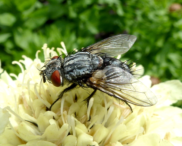 Tachinid fly (Masicera sphingivora) reared from the final instar larva of Hyles siehei (collected 20.vi.2011), Erciyes Daghi, Kayseri Province, Turkey, 1650m. Photo: © Tony Pittaway.